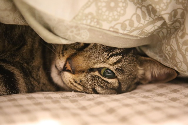 emotional support animal
