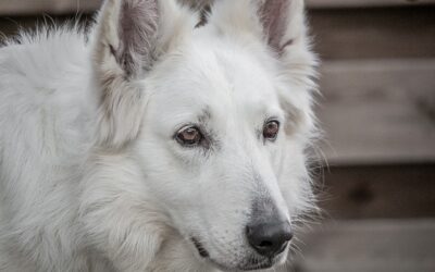 Why I No Longer Write Emotional Support Animal (ESA) Letters